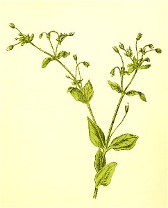 Plantenschat1898 229 109 Sterremuur.—Stellaria media