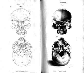 Plate VII Human Skull, engraving by William Miller after drawing by W Miller. Free illustration for personal and commercial use.