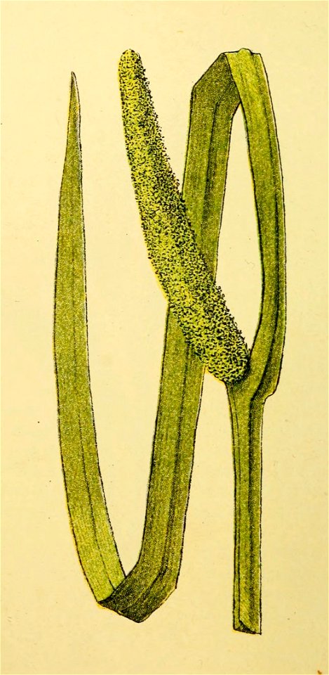Plantenschat1898 114 52 Kalmus.—Acorus calamus
