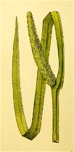 Plantenschat1898 114 52 Kalmus.—Acorus calamus
