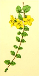 Plantenschat1898 105 47 Penningkruid.—Lysimachia nummularia