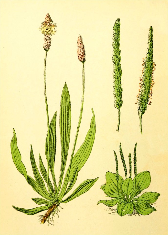 Plantenschat1898 146 68 Plantago lanceolata. Plantago major