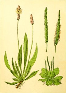 Plantenschat1898 146 68 Plantago lanceolata. Plantago major