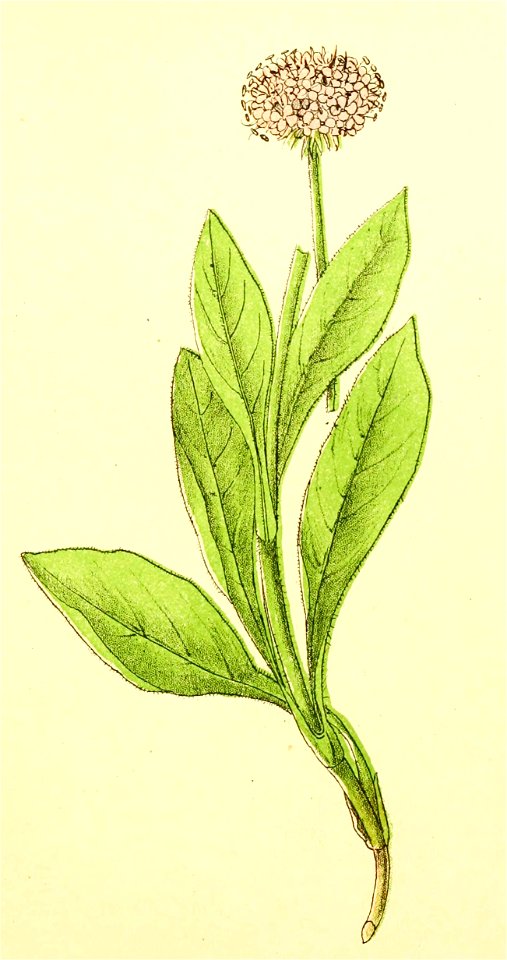 Plantenschat1898 253 121 Blauwe knoop.—Succisa pratensis