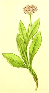 Plantenschat1898 253 121 Blauwe knoop.—Succisa pratensis