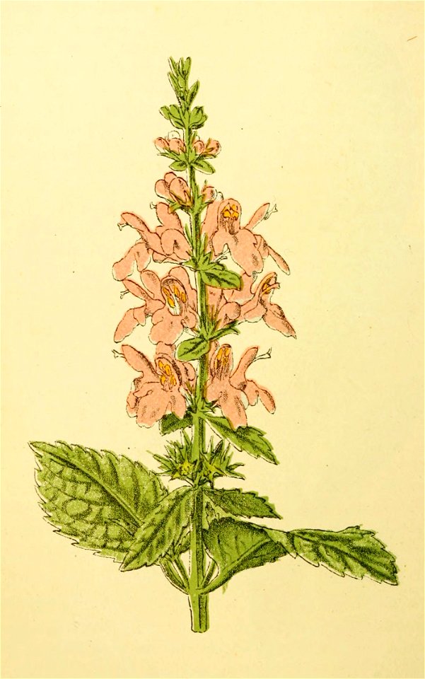 Plantenschat1898 170 80 Boschandoorn—Stachys sylvatica