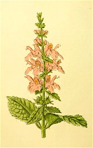Plantenschat1898 170 80 Boschandoorn—Stachys sylvatica