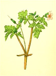 Plantenschat1898 245 117 Ooievaarsbek.—Geranium robertianum