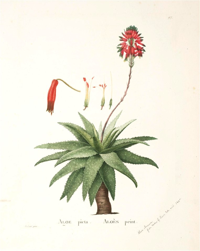 Plantarum historia succulentarum = (Plate 97) - Aloe maculata