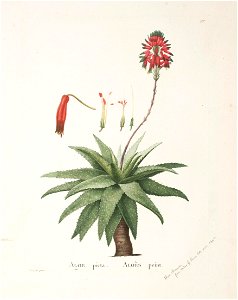 Plantarum historia succulentarum = (Plate 97) - Aloe maculata. Free illustration for personal and commercial use.