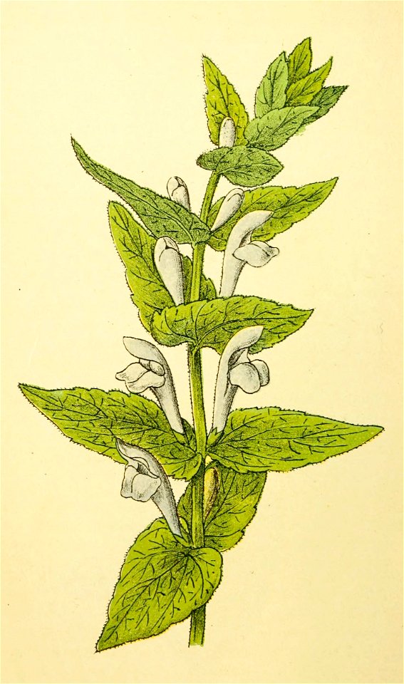 Plantenschat1898 154 72 Blaawe godsgenade. — Scutellaria galericulata