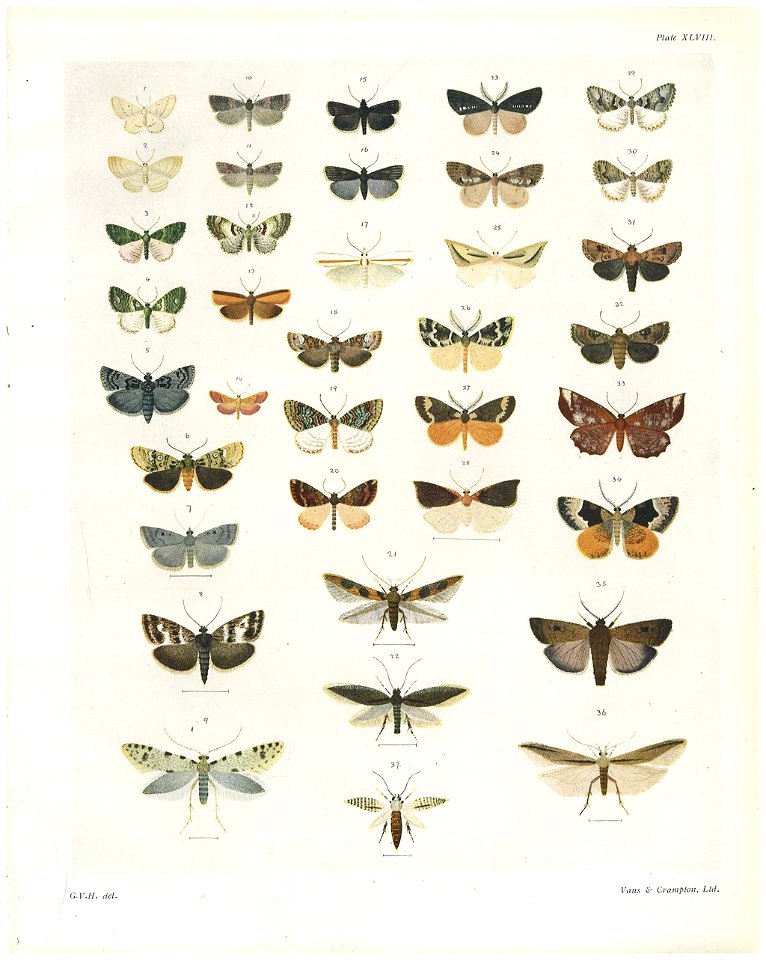 Plate XLVIII The butterflies & moths of New Zealand
