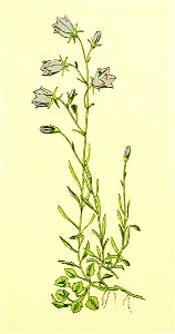 Plantenschat1898 277 133 Rondbladig klokje.—Campanula rotundifolia