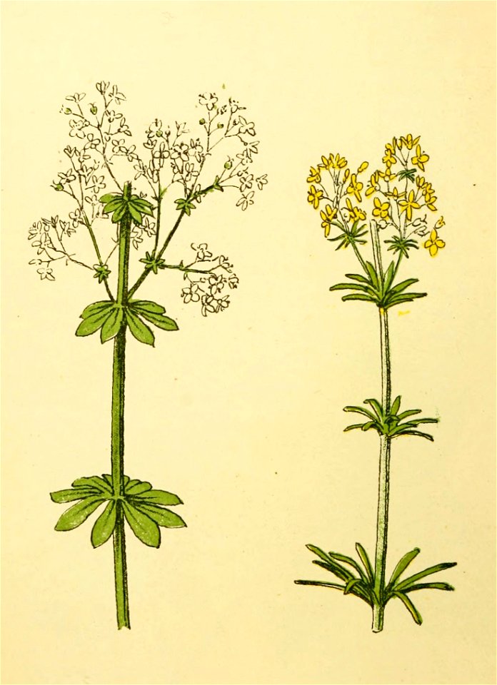 Plantenschat1898 194 92 Galium erectum. Galium verum. Free illustration for personal and commercial use.