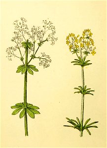 Plantenschat1898 194 92 Galium erectum. Galium verum