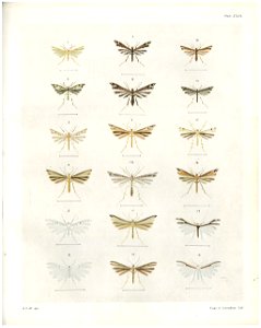 Plate XXIII The butterflies & moths of New Zealand