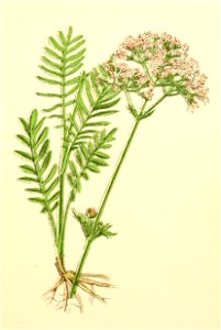 Plantenschat1898 293 141 Gewone valeriaan.—Valeriana officinalis