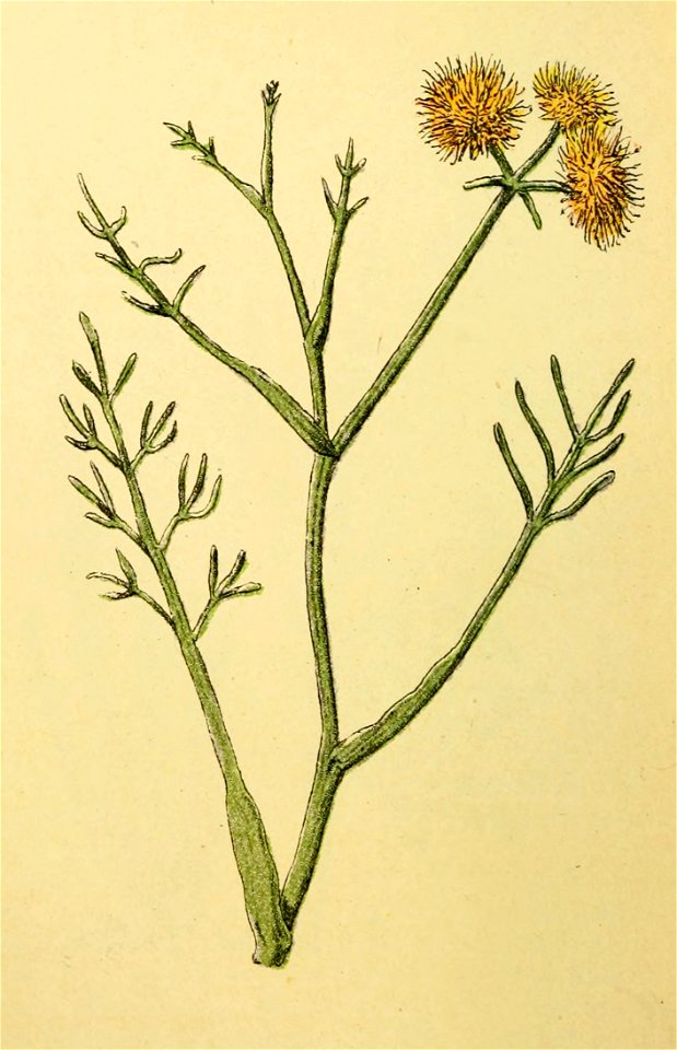 Plantenschat1898 118 54 Pyp-torkruid.—Oenanthe fistulosa