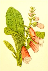 Plantenschat1898 169 79 Vingerhoedskruid.—Digitalis purpurea. Free illustration for personal and commercial use.