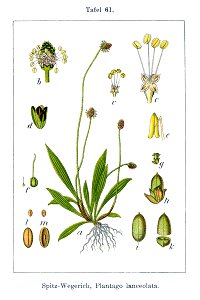Plantago lanceolata Sturm61