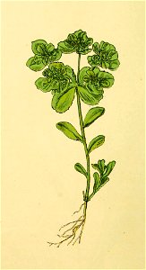 Plantenschat1898 320 156 Kroontjeskruid.—Euphorbia helioscopia. Free illustration for personal and commercial use.