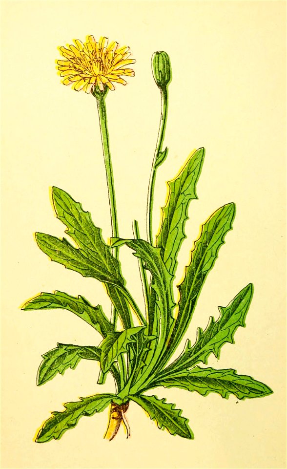 Plantenschat1898 242 116 Langwortelig biggenkruid. — Hypochoeris radicata