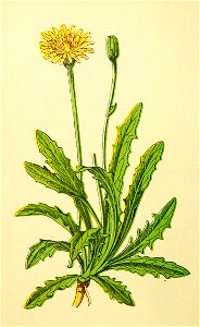 Plantenschat1898 242 116 Langwortelig biggenkruid. — Hypochoeris radicata
