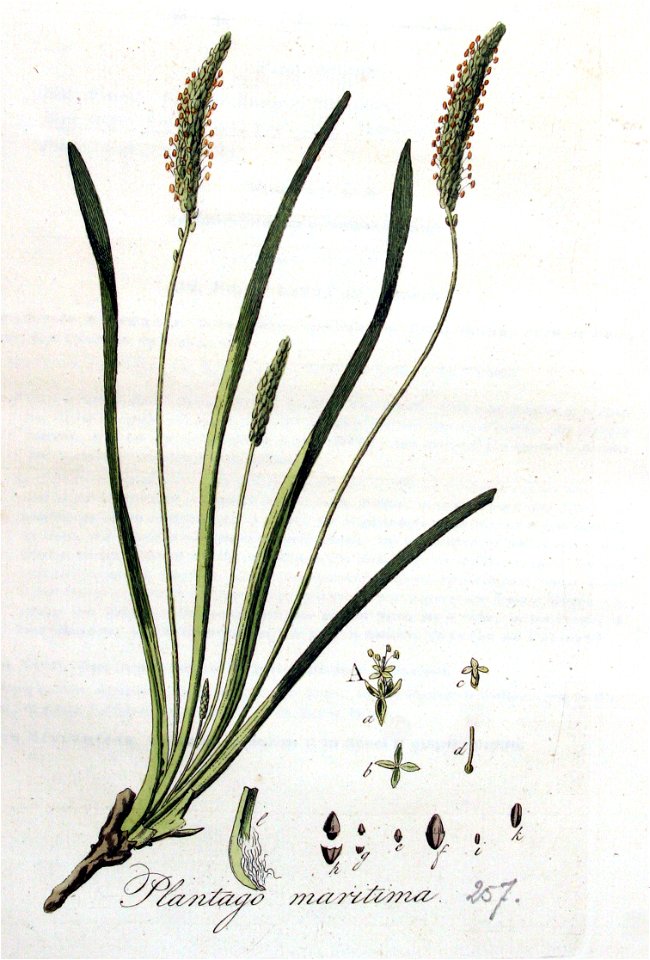 Plantago maritima — Flora Batava — Volume v4