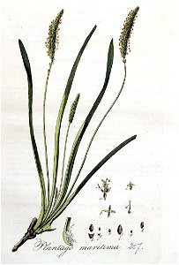 Plantago maritima — Flora Batava — Volume v4