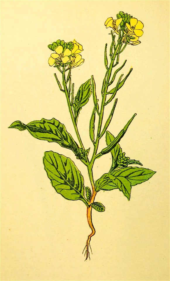 Plantenschat1898 126 58 Veldmosterd of Krodde.—Sinapis arvensis