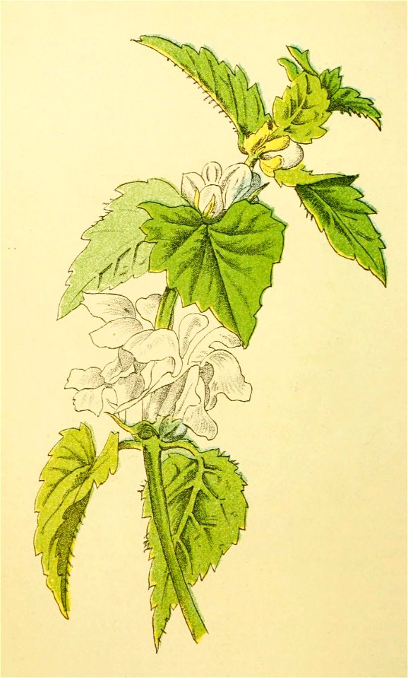 Plantenschat1898 166 78 Witte doovenetel—Lamium album