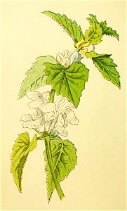 Plantenschat1898 166 78 Witte doovenetel—Lamium album