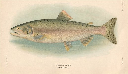 PlateXXVI-Humpback Salmon Breeding Female