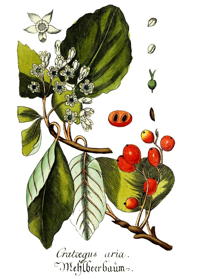 Plantarum indigenarum et exoticarum icones ad vivum coloratae, oder, Sammlung nach der Natur gemalter Abbildungen inn- und ausländlischer Pflanzen, für Liebhaber und Beflissene der Botanik (14229577644) - clean