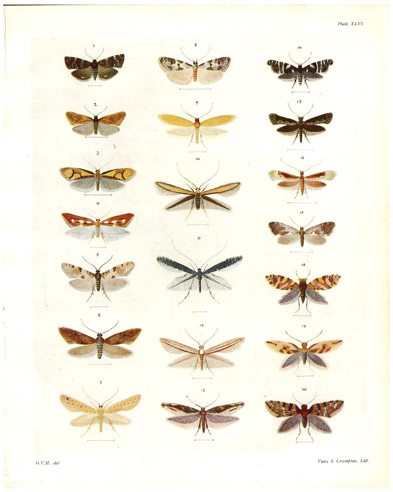Plate XLVI The butterflies & moths of New Zealand