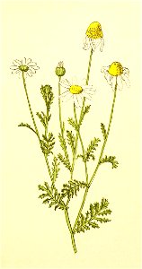 Plantenschat1898 233 111 Akkerkamille.—Anthemis arvensis. Free illustration for personal and commercial use.