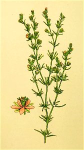 Plantenschat1898 130 60 Roode spergularia.—Spergularia rubra