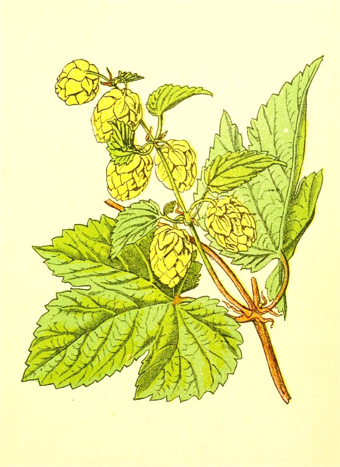 Plantenschat1898 249 119 Hop.—Humulus lupulus