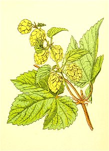 Plantenschat1898 249 119 Hop.—Humulus lupulus. Free illustration for personal and commercial use.