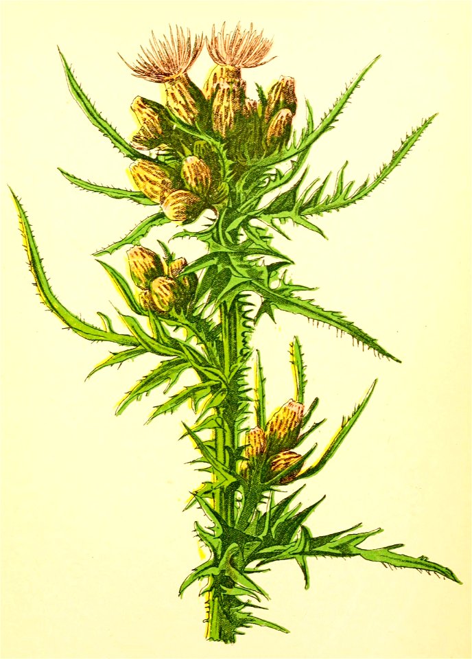 Plantenschat1898 257 123 Kale jonker.—Cirsium palustre