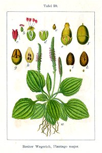 Plantago major Sturm59