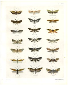 Plate XXXIV The butterflies & moths of New Zealand