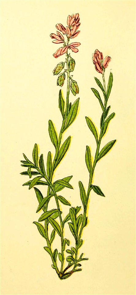 Plantenschat1898 78 034 Gewone kruisbloem.—Polygala vulgaris