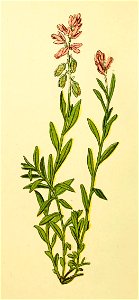 Plantenschat1898 78 034 Gewone kruisbloem.—Polygala vulgaris