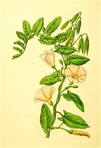 Plantenschat1898 274 132 Akkerwinde.—Convolvulus arvensis