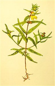 Plantenschat1898 186 88 Hendel.—Melampyrum pratense