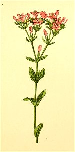 Plantenschat1898 281 135 Duizendguldenkruid.—Erythraea centaurium