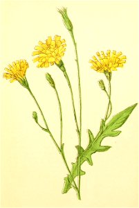 Plantenschat1898 327 159 Leeuwetand. —Leontodon autumnalis