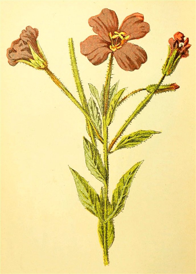 Plantenschat1898 202 96 Wilgenroosje of Ruige basterdwederik.—Epilobium hirsutum