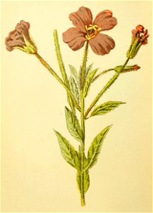 Plantenschat1898 202 96 Wilgenroosje of Ruige basterdwederik.—Epilobium hirsutum